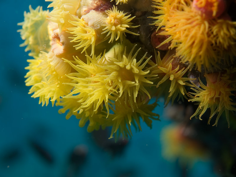 Polyp, Marine Park
